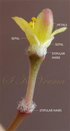  Flowering branch